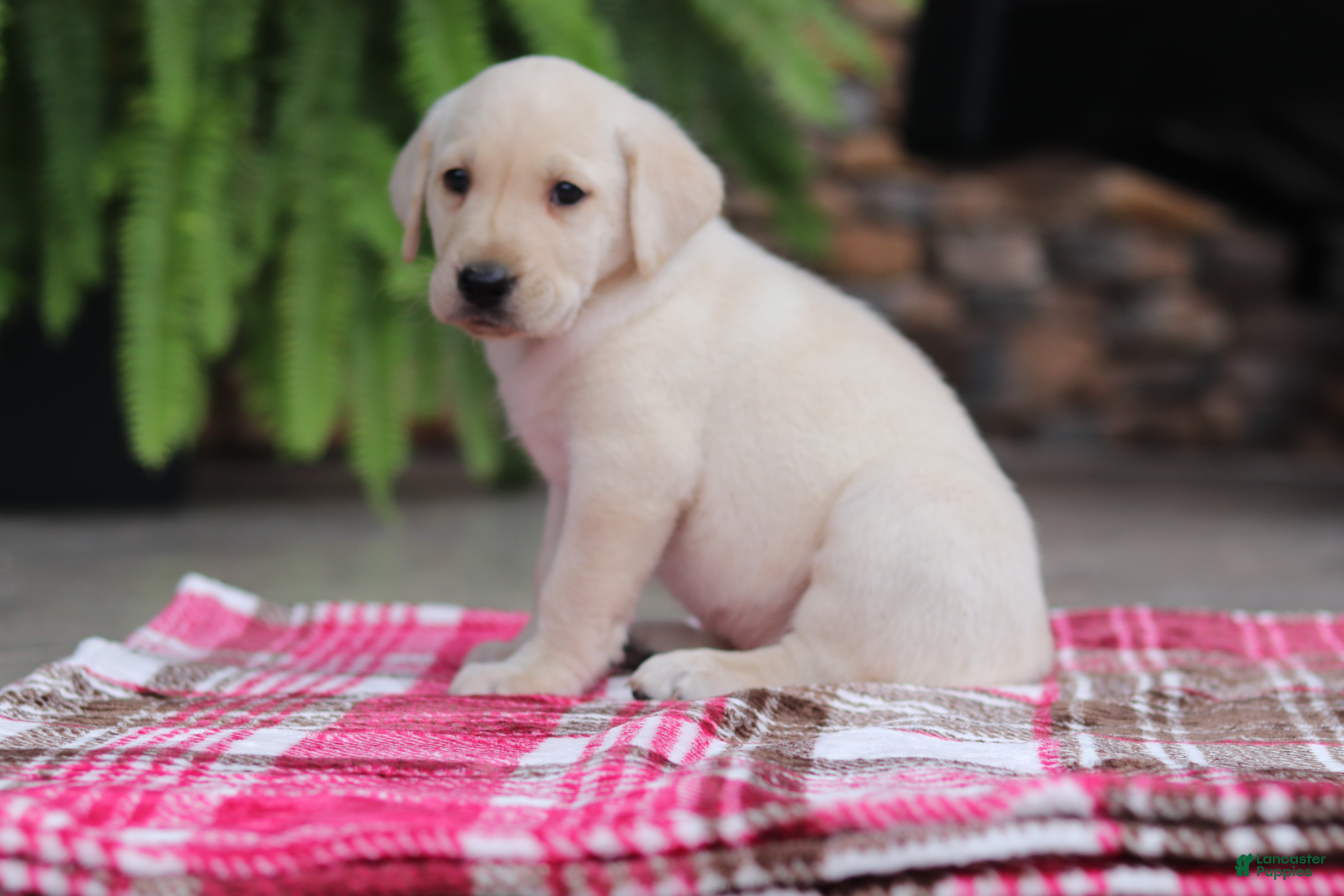 Labrador Retriever dogs Oscar - Ad 2
