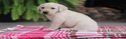 Labrador Retriever dogs for sale: Oscar - Ad 2