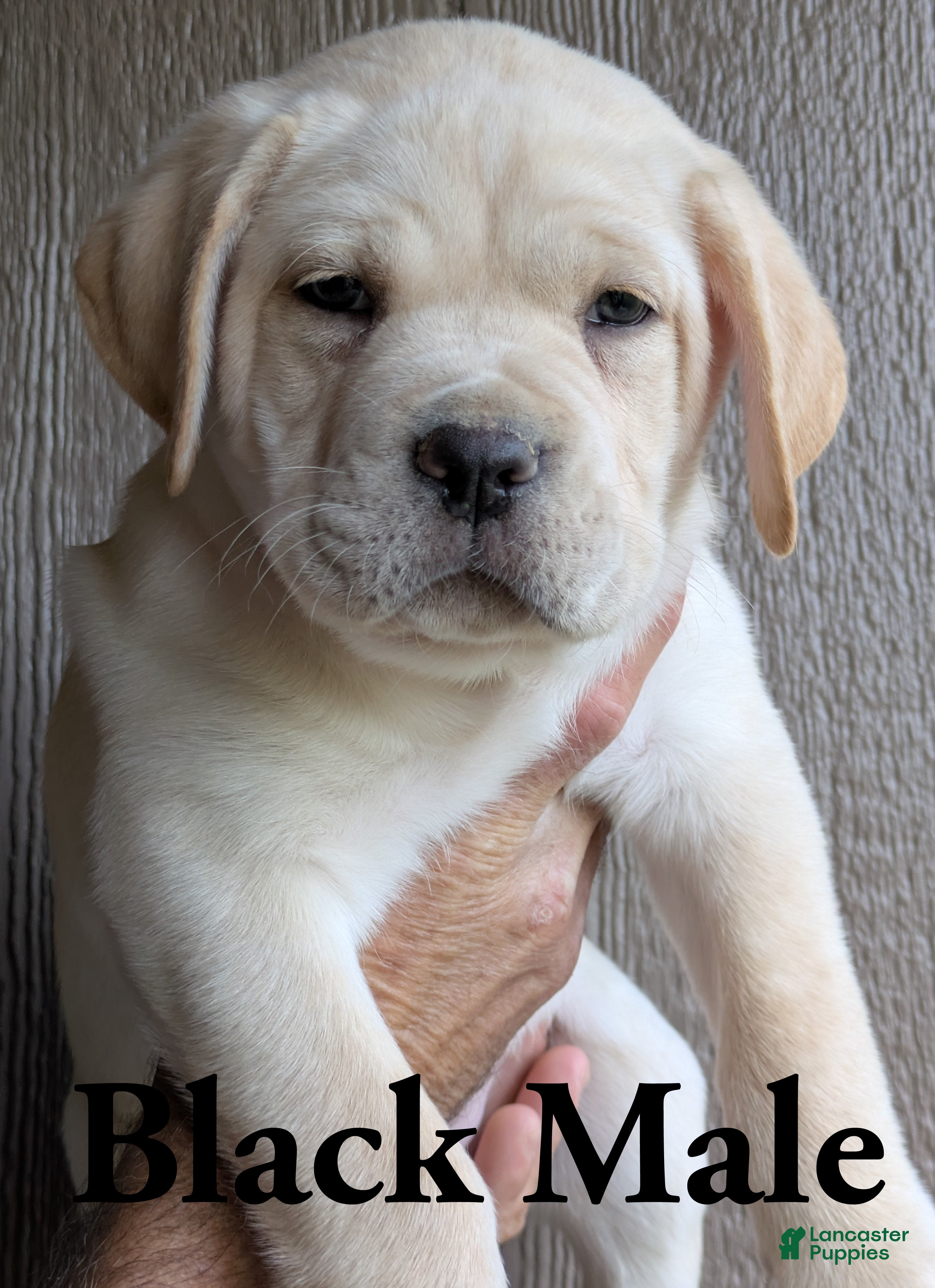 Cane Corso dogs for sale: Black  - Ad 18