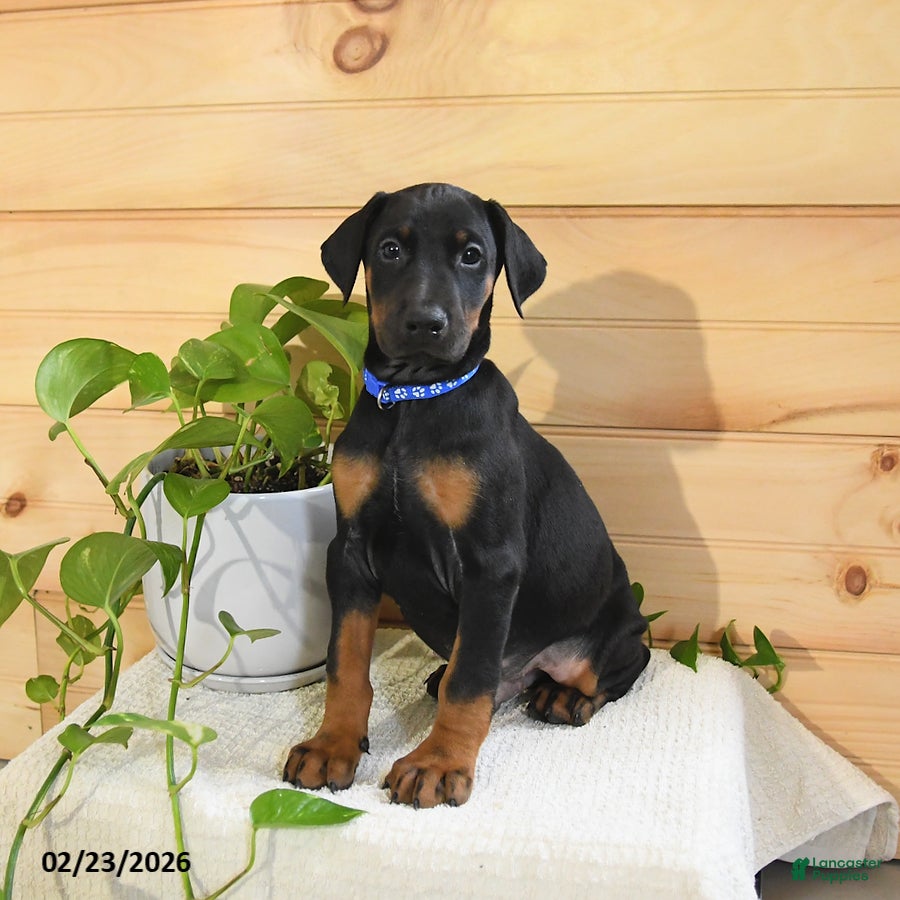 Doberman Pinscher dogs Apollo - Ad 1