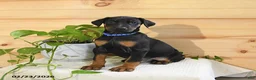 Doberman Pinscher dogs for sale: Apollo - Ad 1