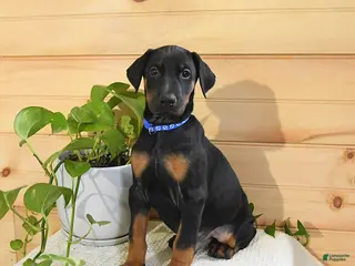 Doberman Pinscher dogs for sale: Apollo - Ad 1