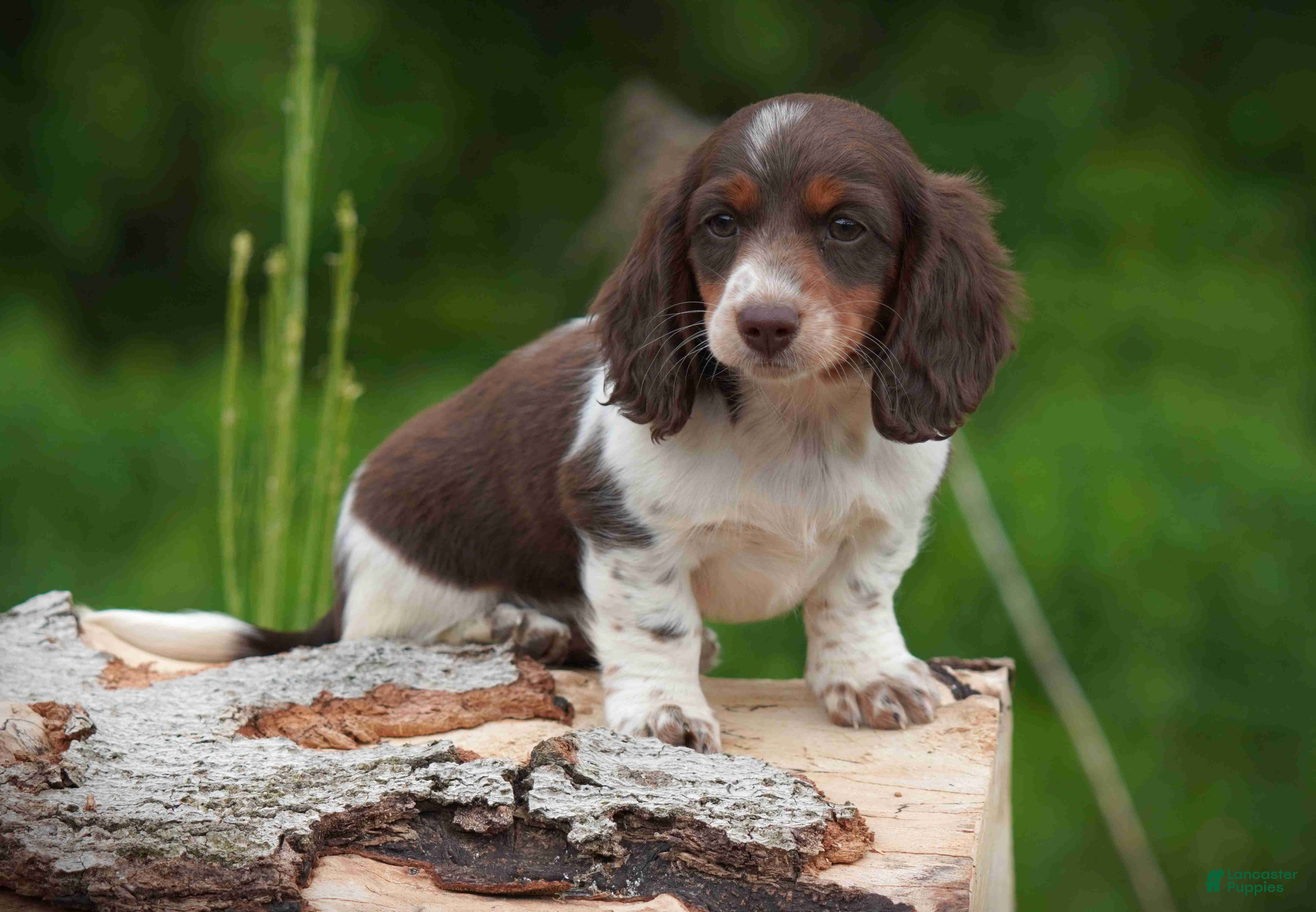 Miniature Dachshund dogs for sale: Mandi - Ad 3