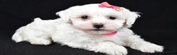Maltipoo dogs for sale: Jane - Ad 5