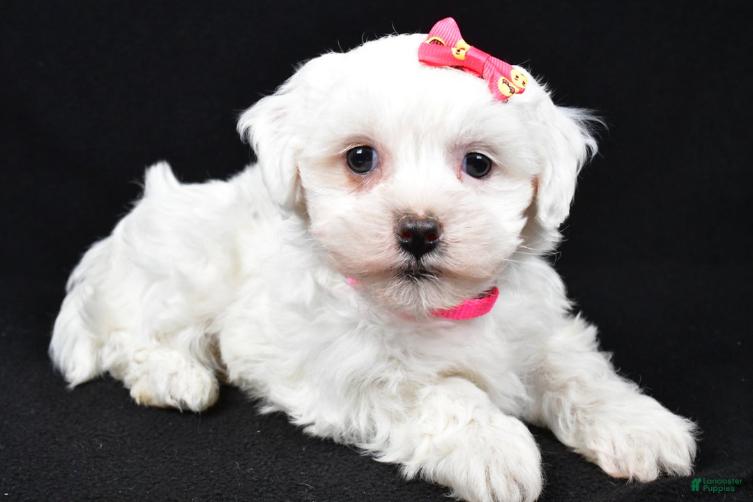 Maltipoo dogs for sale: Jane - Ad 5