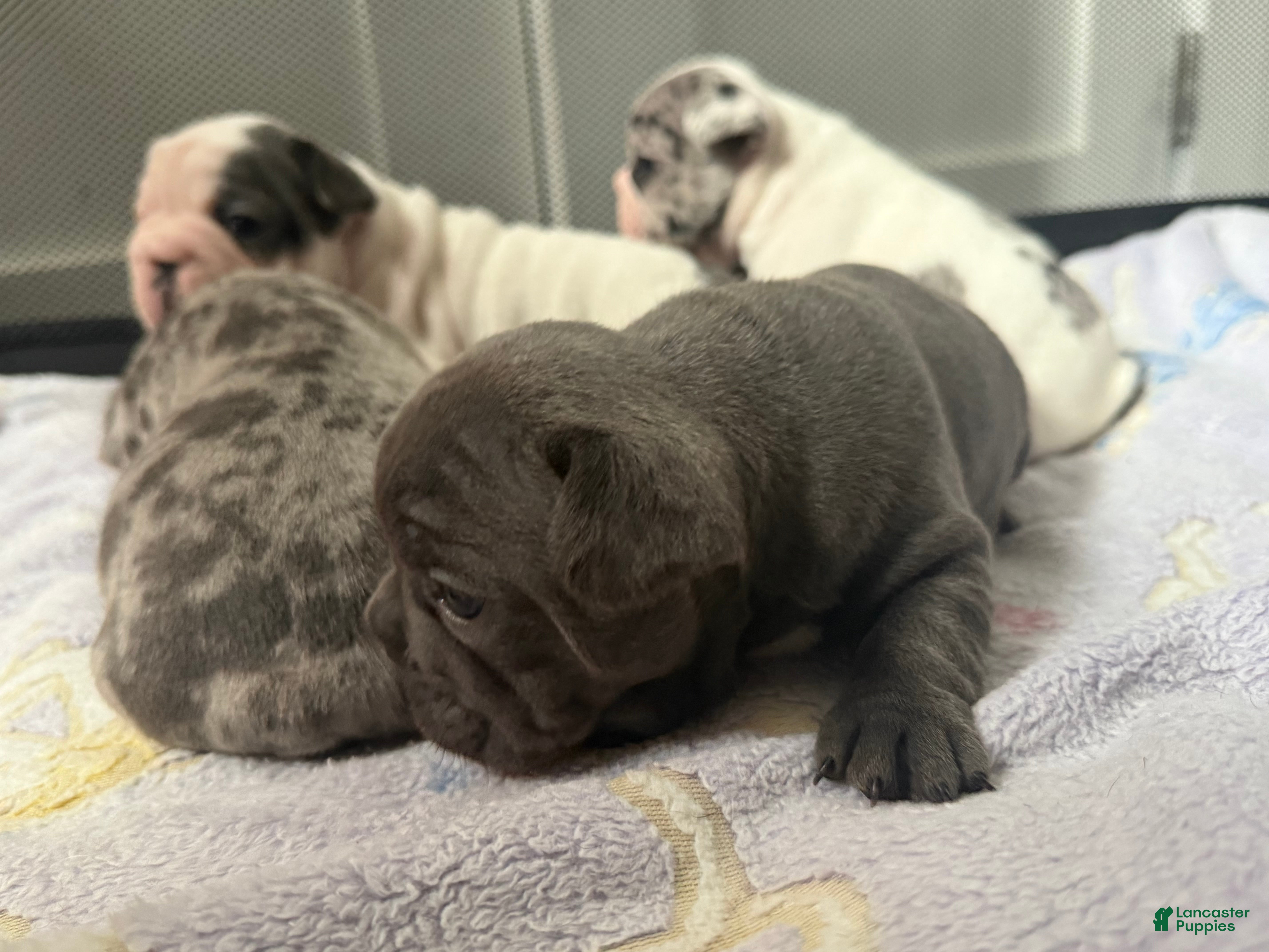 French Bulldog dogs Grizzly - Ad 1