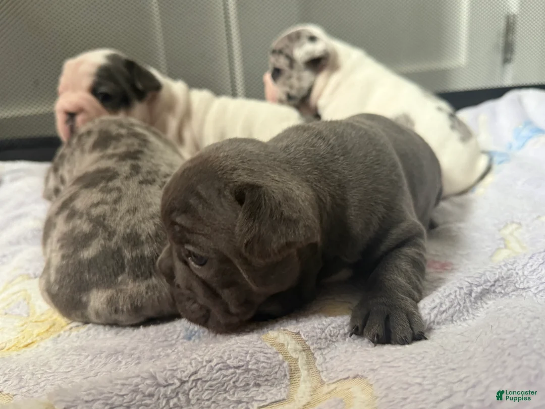 French Bulldog dogs for sale: Grizzly - Ad 1