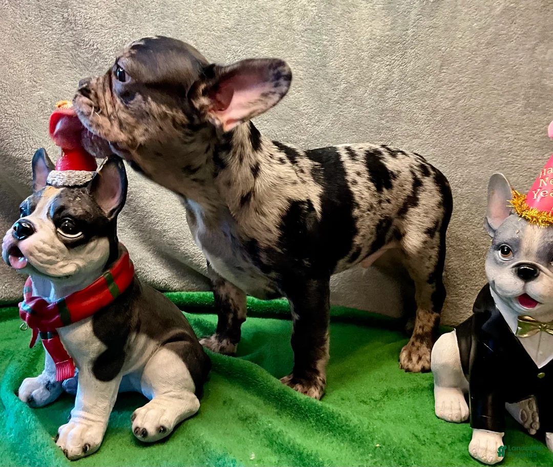 French Bulldog dogs for sale: Force  - Ad 1