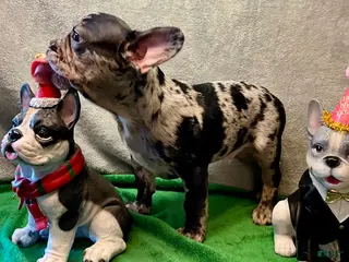 French Bulldog dogs Force - Ad 32