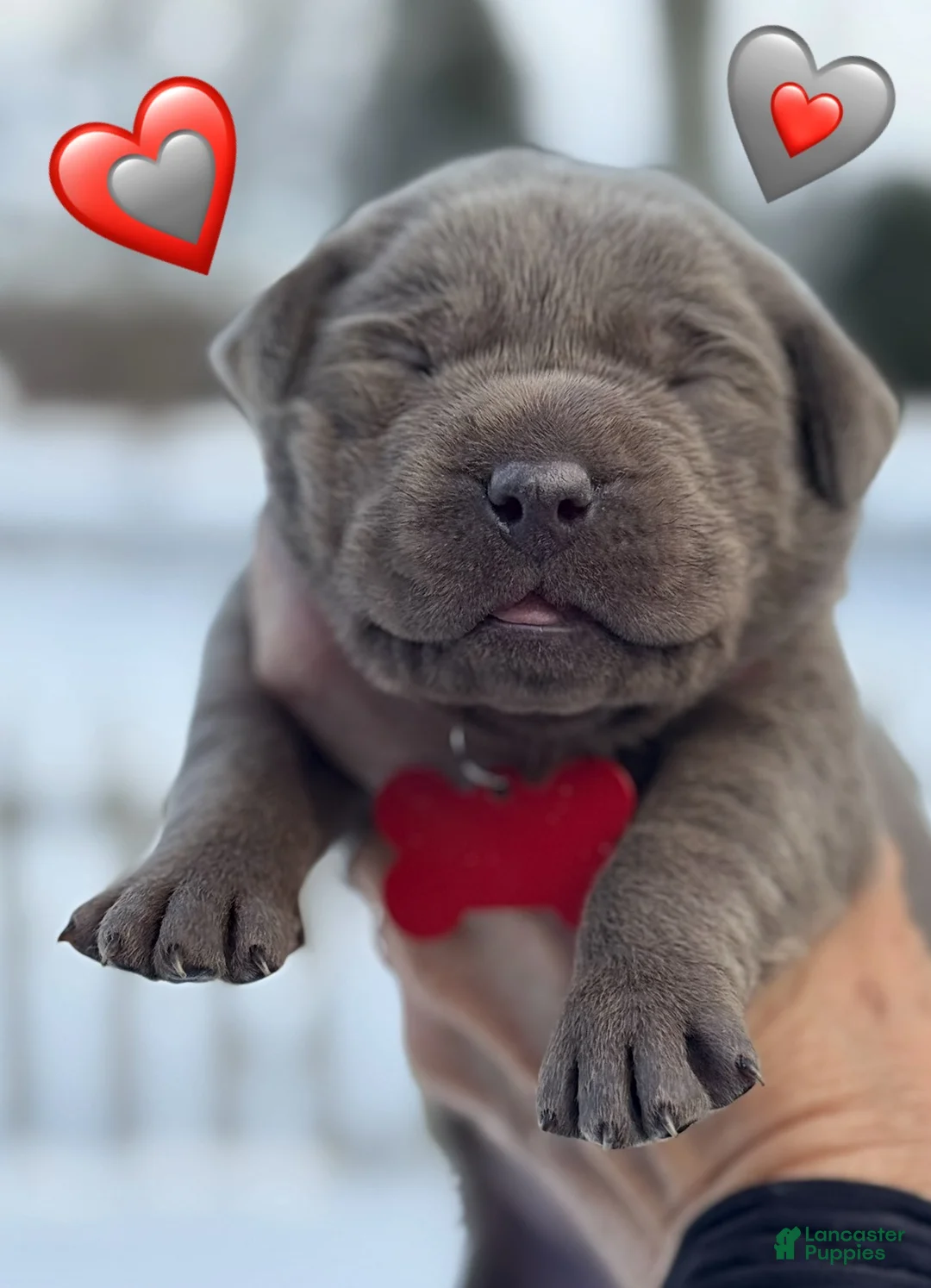 Labrador Retriever dogs for sale: Labrador Retriever Puppy  - Ad 5