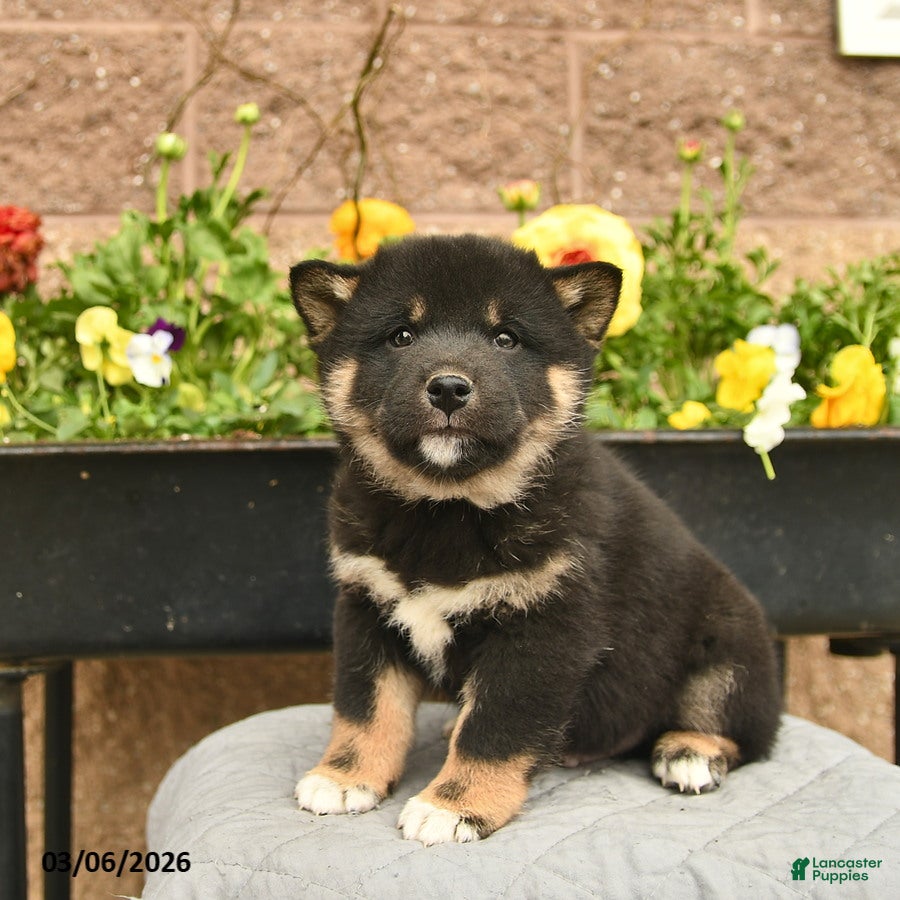 Shiba Inu dogs Indigo  - Ad 1