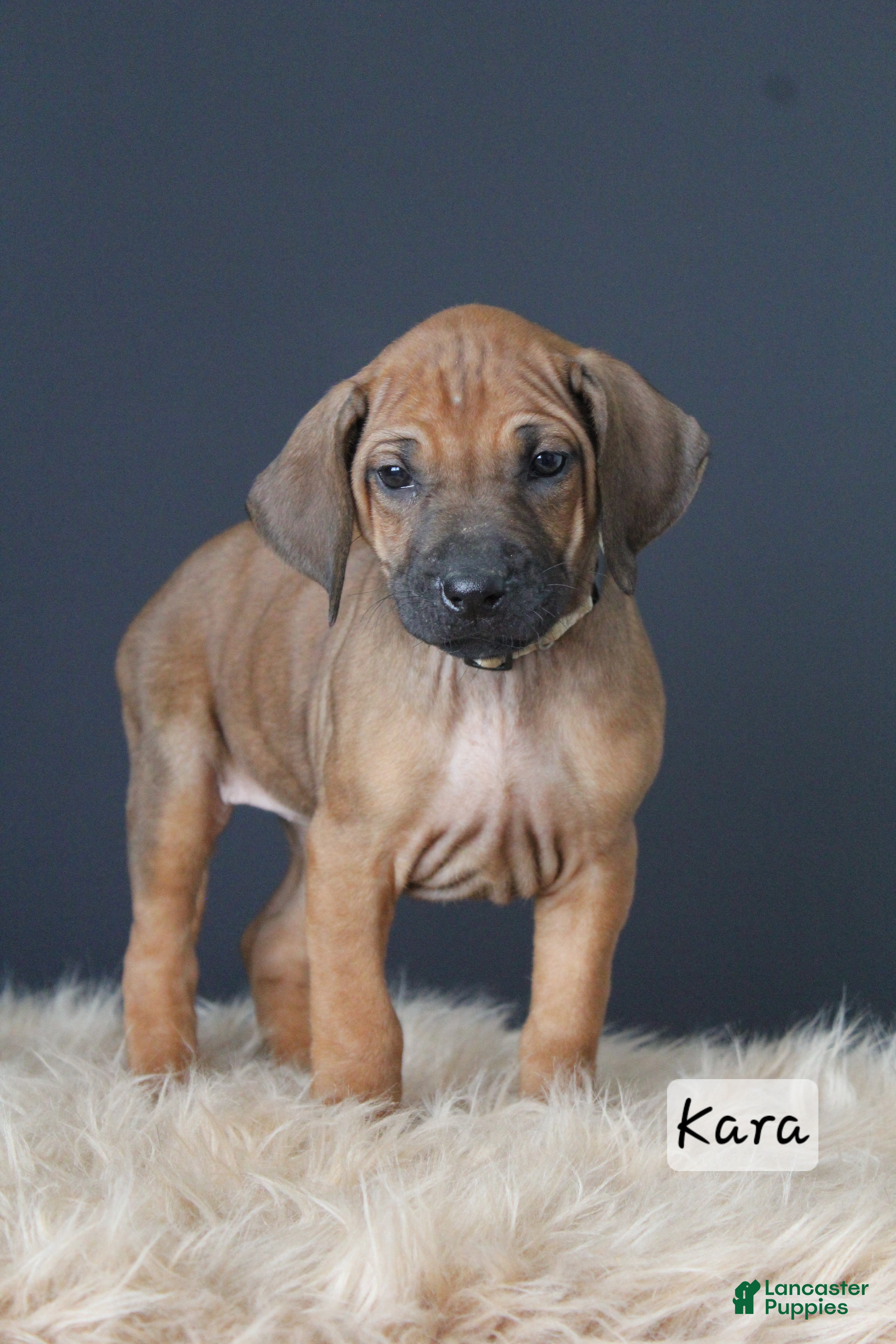 Rhodesian Ridgeback dogs Kara - Ad 1