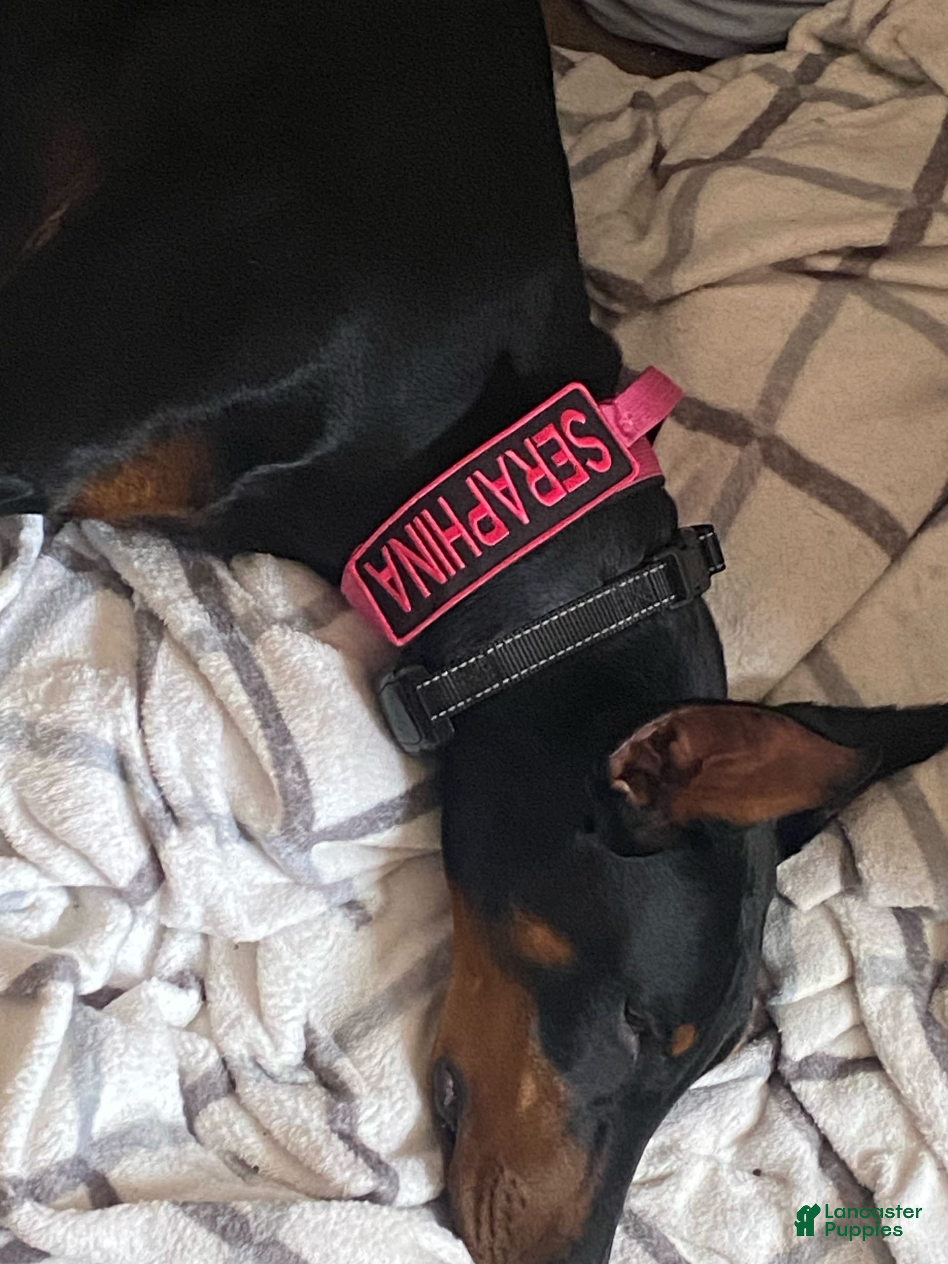 Doberman Pinscher dogs Seraphina Diamond Luna - Ad 1