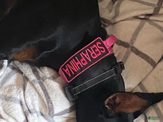 Doberman Pinscher dogs Seraphina Diamond Luna - Ad 5