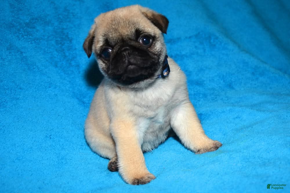 Pug dogs Pug Puppy 2 - Ad 1