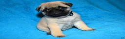 Pug dogs for sale: Pug Puppy 2 - Ad 1