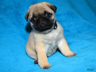 Pug dogs for sale: Pug Puppy 2 - Ad 2