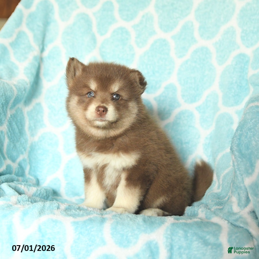 Pomsky dogs Honey - Ad 1