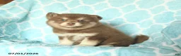 Pomsky dogs for sale: Honey - Ad 1
