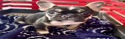 French Bulldog dogs for sale: Fenn - Ad 2