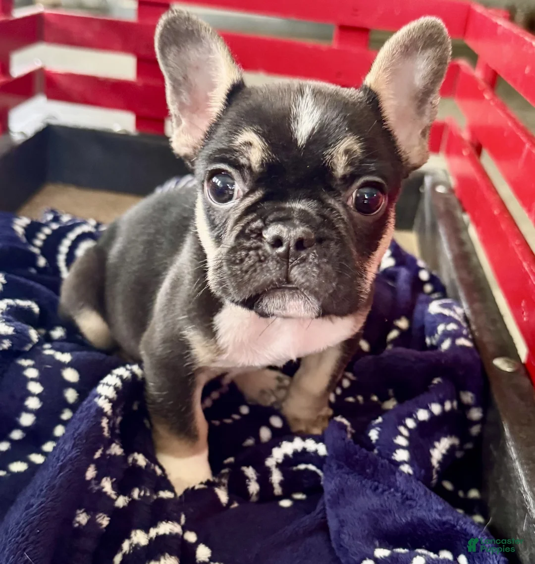 French Bulldog dogs for sale: Fenn - Ad 2