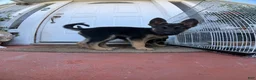 German Shepherd dogs for sale: German Shepherd 2 - Ad 3