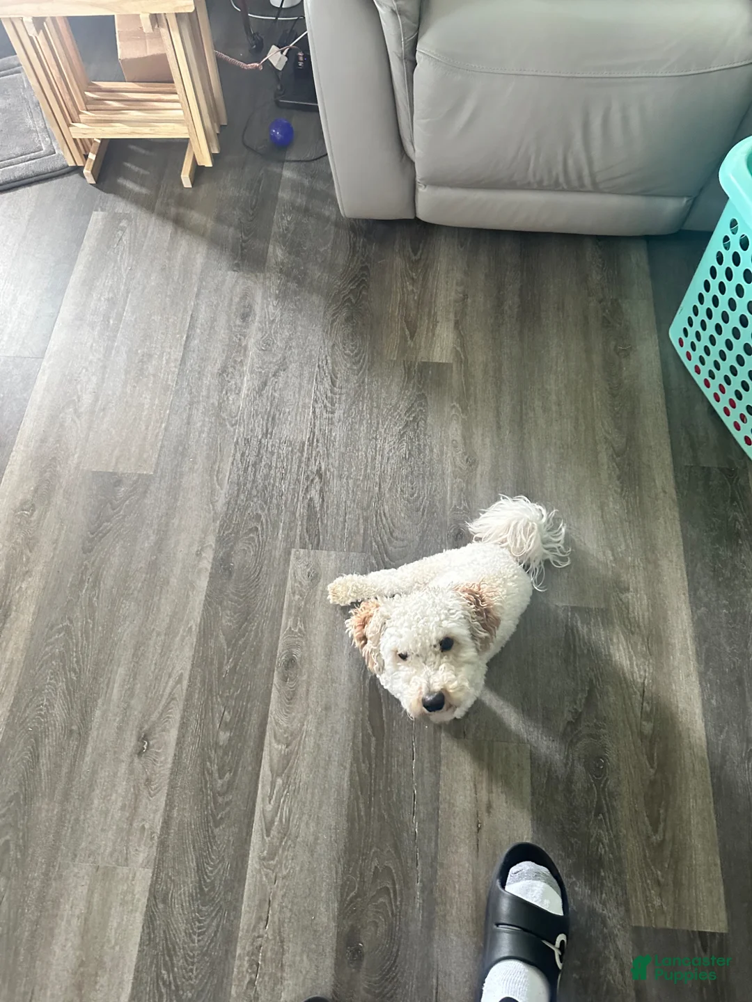 Bichpoo dogs for stud: Princes babies  - Ad 2