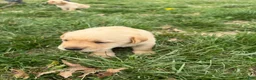 Labrador Retriever dogs for sale: Labrador Retriever Puppy 2 - Ad 4