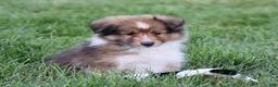 Shetland Sheepdog dogs for sale: Nova - Ad 4