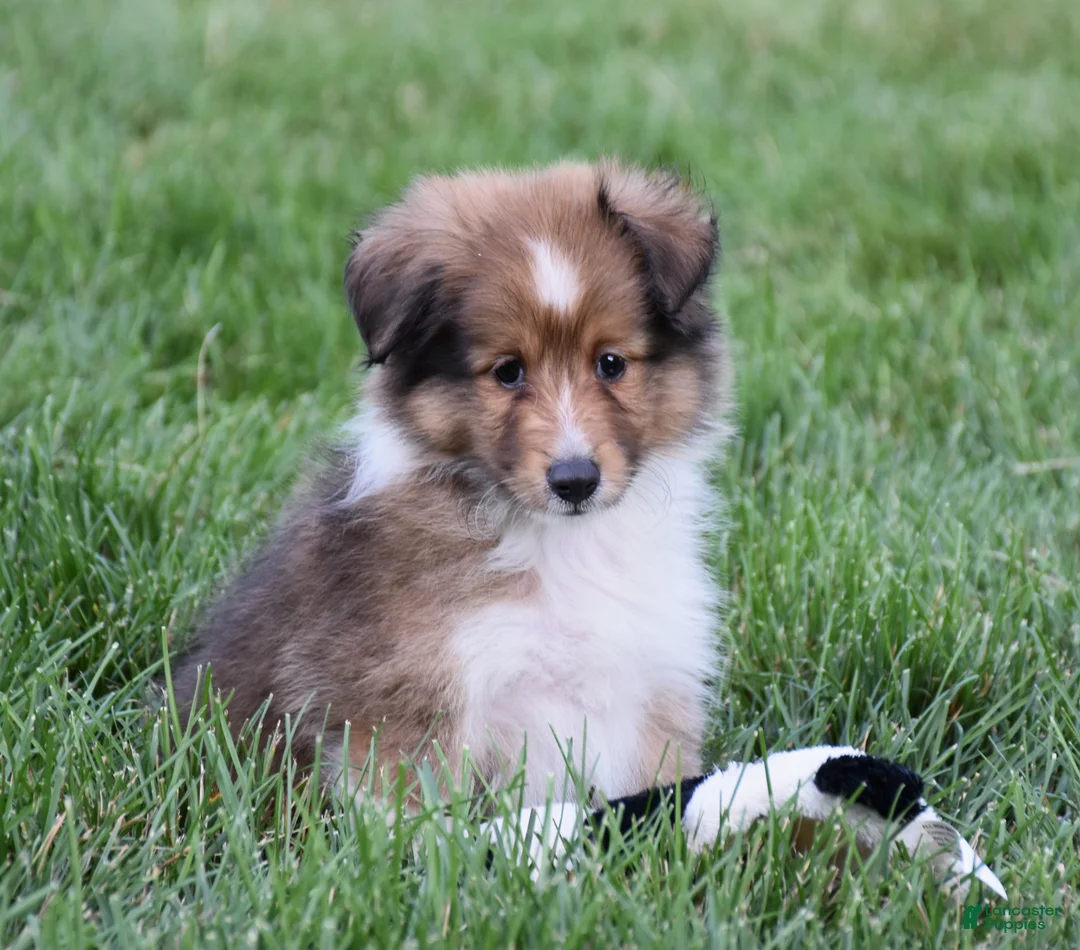 Shetland Sheepdog dogs for sale: Nova - Ad 4