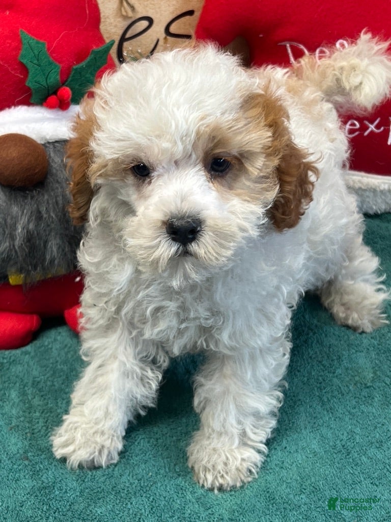 Maltipoo dogs Dolly - Ad 2
