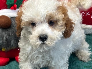 Maltipoo dogs Dolly - Ad 26