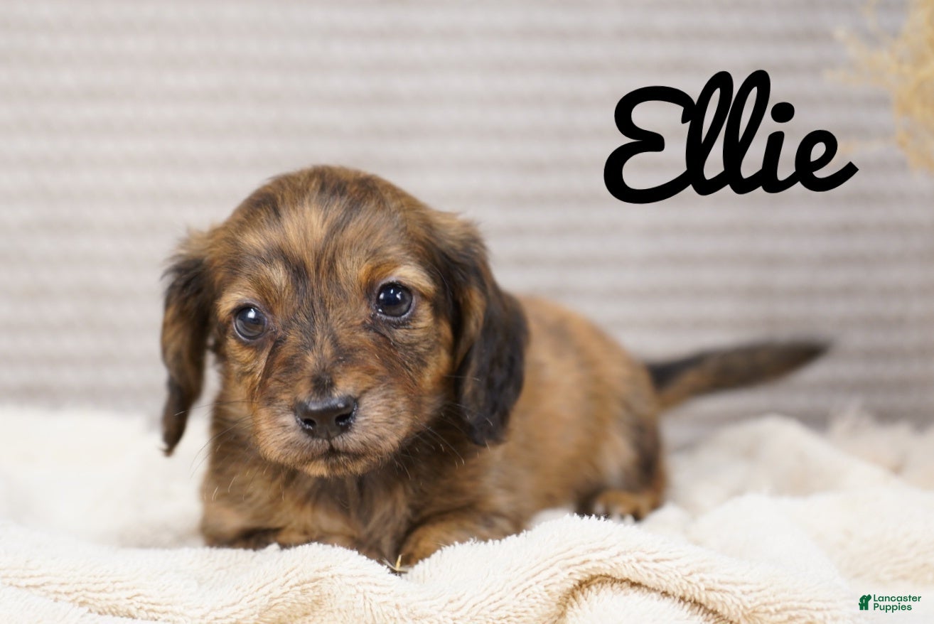 Dachshund dogs Ellie - Ad 5
