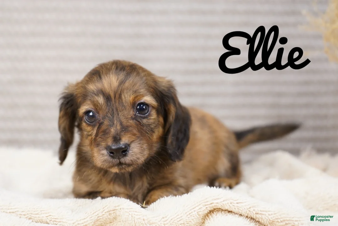 Dachshund dogs for sale: Ellie - Ad 1
