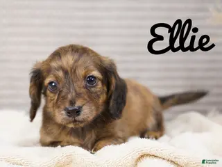 Dachshund dogs Ellie - Ad 5