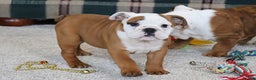 English Bulldog dogs for sale: English Bulldog Puppy 3 - Ad 2