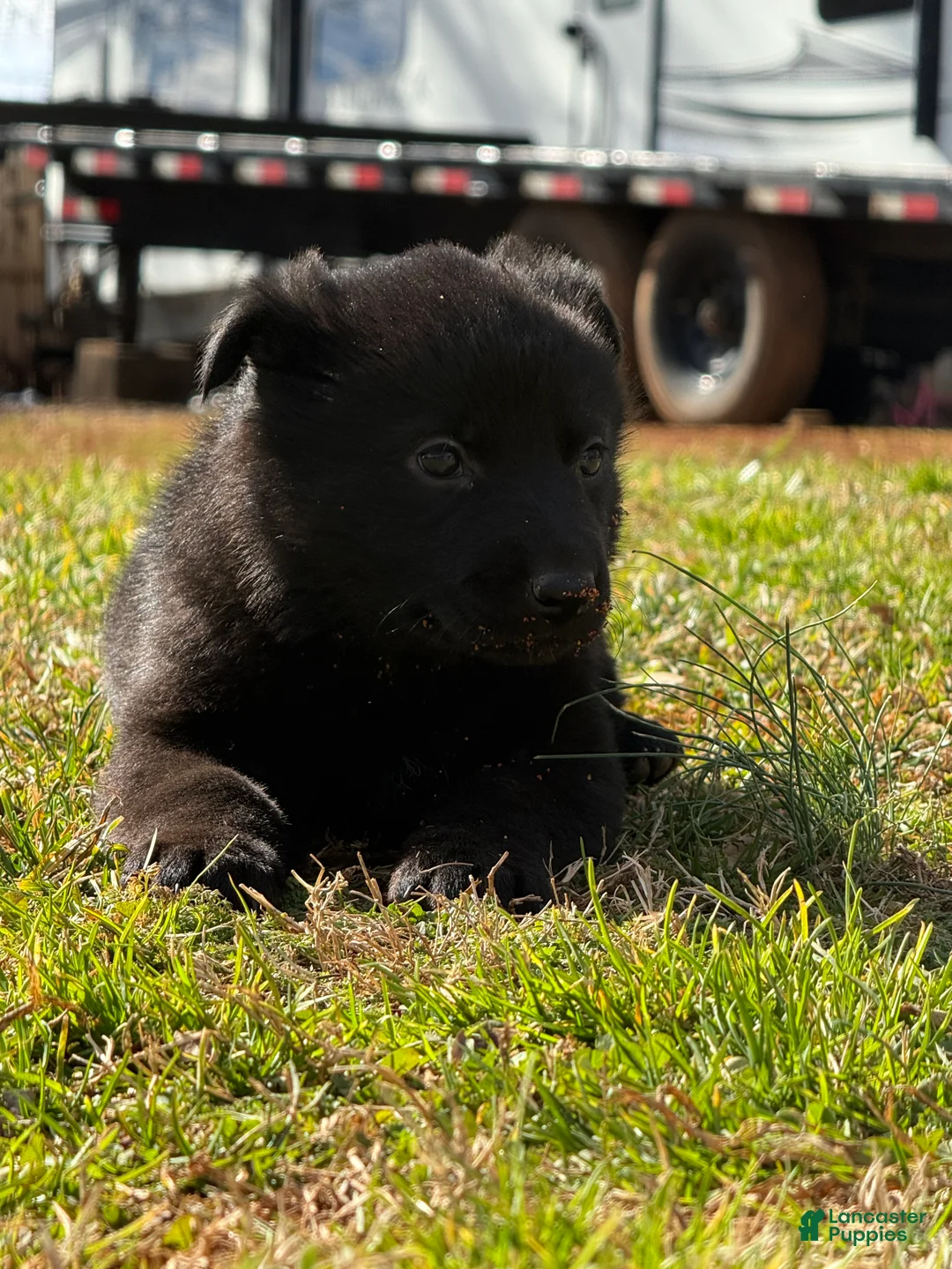 German Shepherd dogs for sale: German Shepherd Puppy 4 - Ad 2