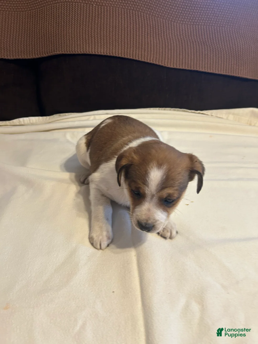 Jack Russell Terrier dogs for sale: Jack Russell Terrier Puppy 2 - Ad 1