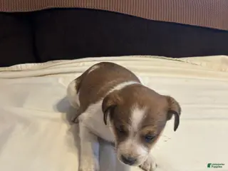 Jack Russell Terrier dogs Jack Russell Terrier Puppy 2 - Ad 7