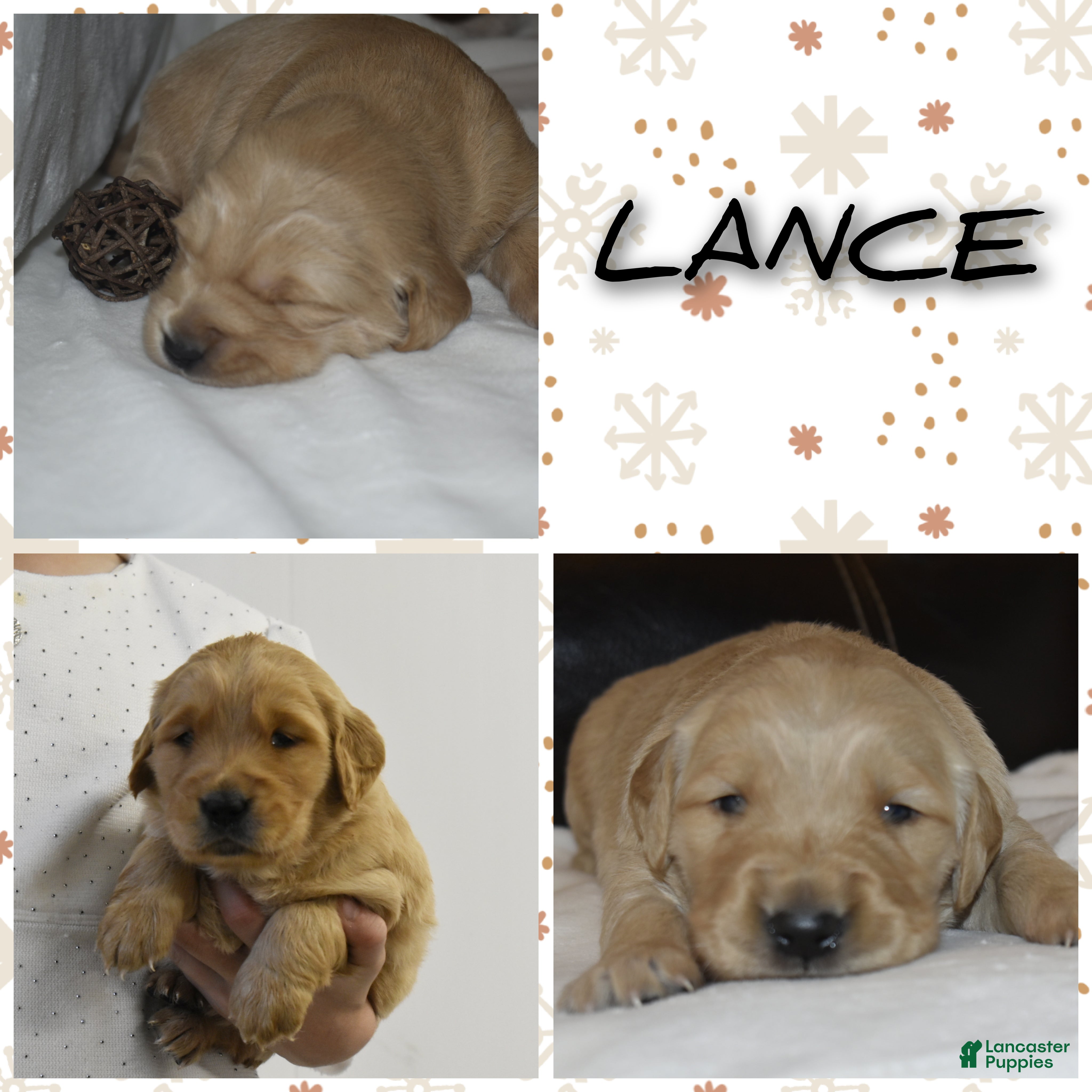Golden Retriever dogs Lance - Ad 22