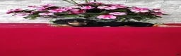 Miniature Dachshund dogs for sale: Kassandra - Ad 4