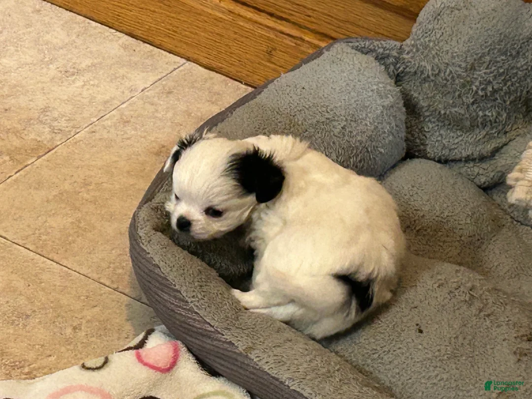Chihuahua dogs for sale: Chihuahua Puppy 3 - Ad 4