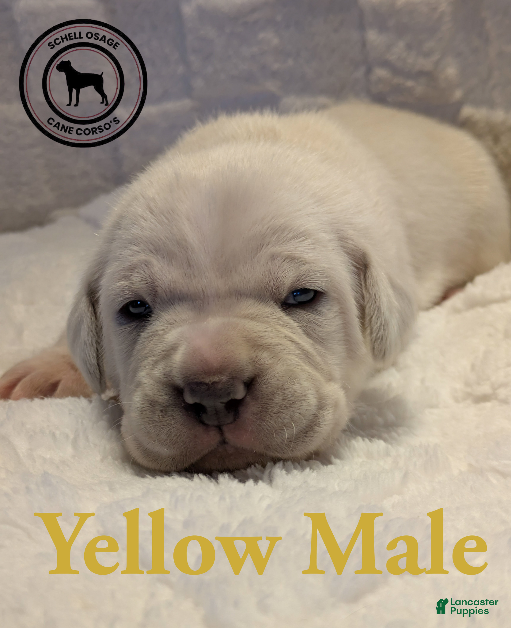 Cane Corso dogs Yellow  - Ad 3
