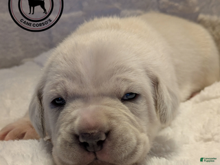 Cane Corso dogs Yellow - Ad 3