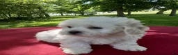 Teddy Bear dogs for sale: Dolly - Ad 4