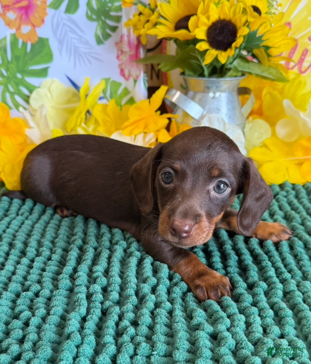 Miniature Dachshund dogs for sale: Twix Girl - Ad 2