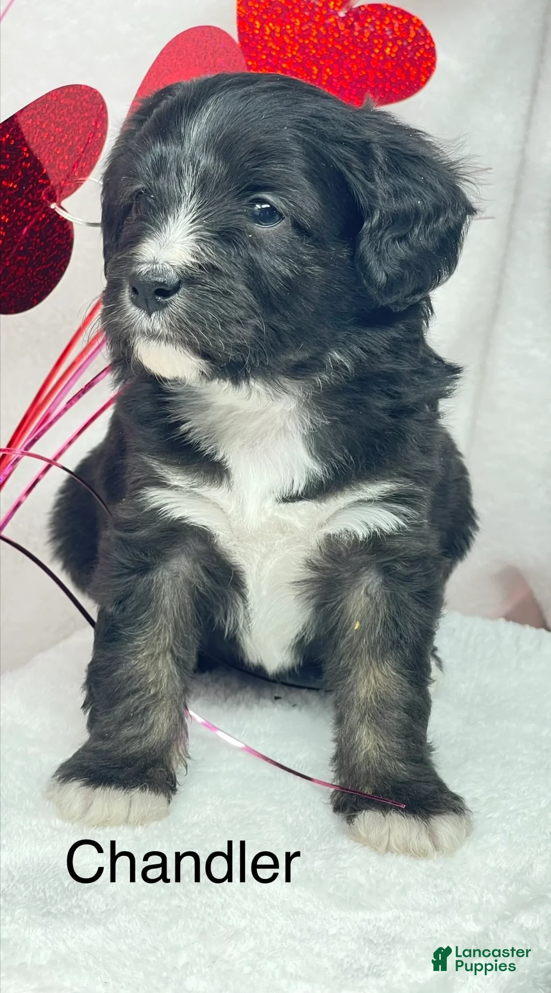 Mixed Breed dogs for sale: Mixed Breed Puppy 1 - Ad 3