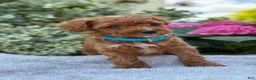 Toy Poodle dogs for sale: Parker - Ad 9