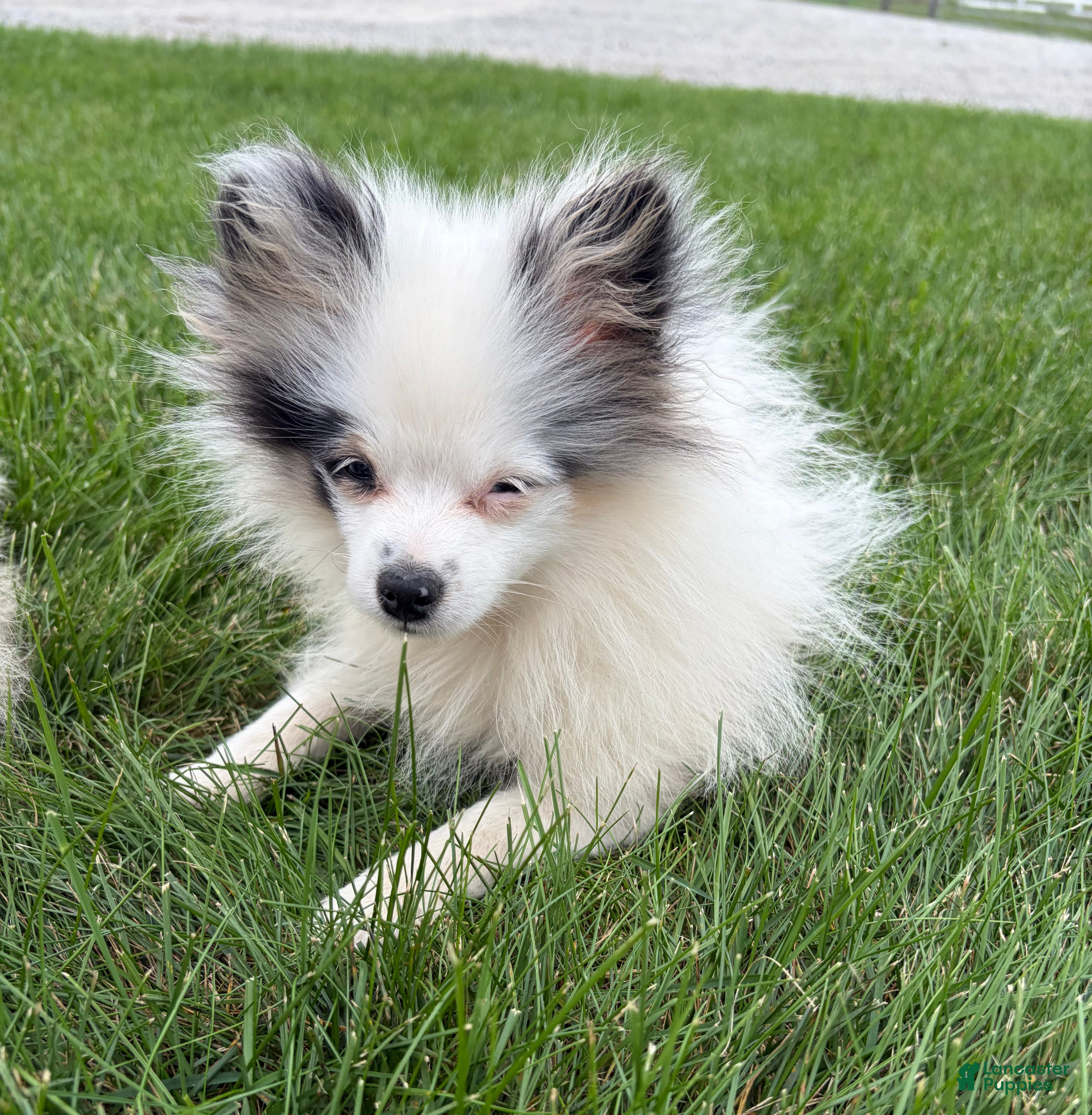 Pomeranian dogs Olaf - Ad 2
