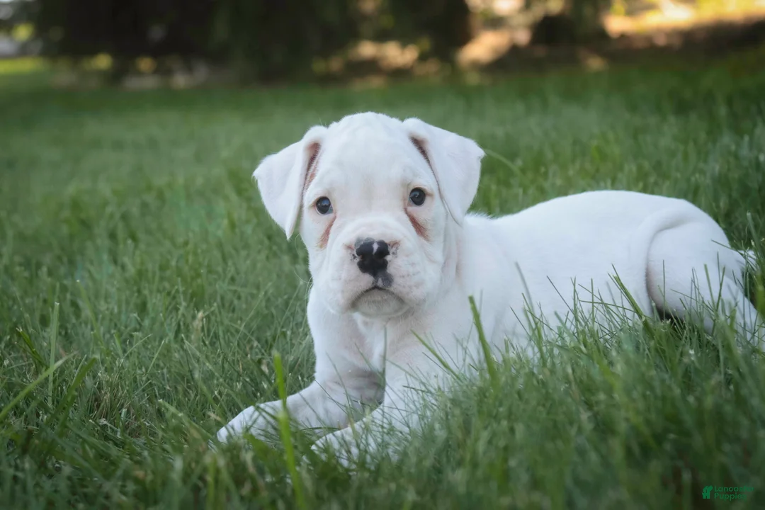 Boxer dogs for sale: Daisy - Ad 2